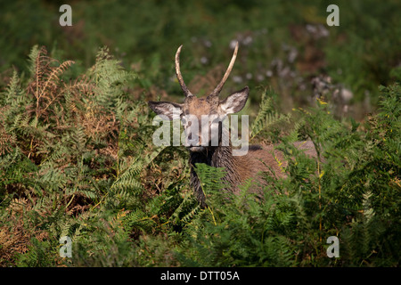 Les jeunes red deer pricket émergeant de bracken. Banque D'Images