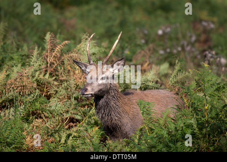 Les jeunes red deer pricket émergeant de bracken. Banque D'Images