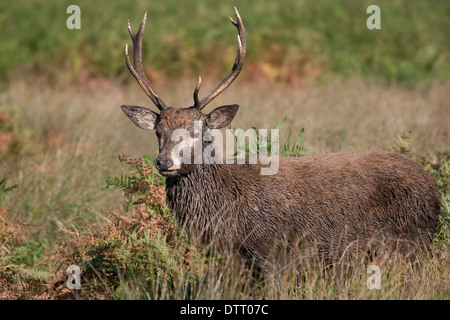 Les jeunes red deer pricket émergeant de bracken. Banque D'Images