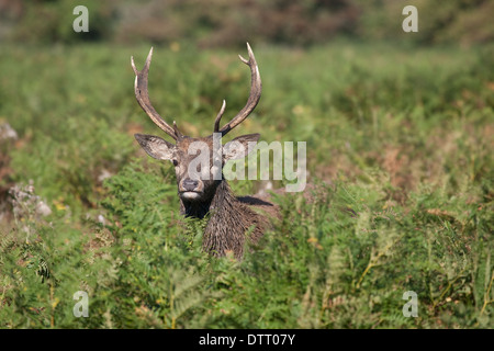 Les jeunes red deer pricket émergeant de bracken. Banque D'Images