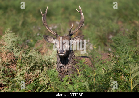 Les jeunes red deer pricket émergeant de bracken. Banque D'Images