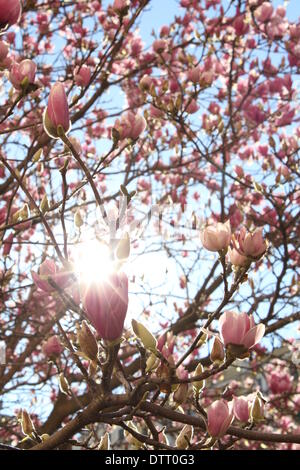 Rome, Italie. 22 février 2014. Premières fleurs du printemps à Rome Italie . Credit : Gari Wyn Williams / Alamy Live News Banque D'Images