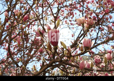 Rome, Italie. 22 février 2014. Premières fleurs du printemps à Rome Italie . Credit : Gari Wyn Williams / Alamy Live News Banque D'Images