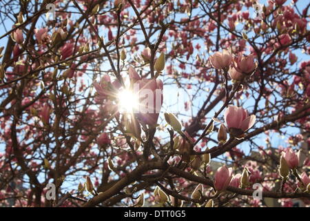 Rome, Italie. 22 février 2014. Premières fleurs du printemps à Rome Italie . Credit : Gari Wyn Williams / Alamy Live News Banque D'Images