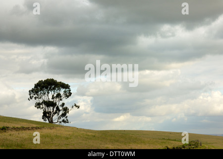 Un grand arbre d'Eucalyptus (Gum Tree) sur les pentes d'un champ agricole dans la province du Cap-Occidental en Afrique du Sud Banque D'Images