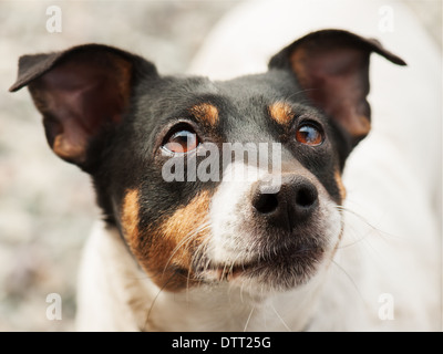 Jack Russell Terrier Banque D'Images