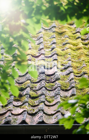 L'extérieur de l'old weathered tuile de toit de maison en Suède avec la lumière du soleil qui brillait à travers les branches d'arbres Banque D'Images