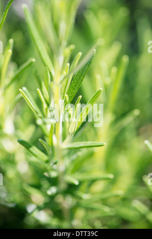 Close up de brindille de romarin. Les plantes poussant dans le jardin de légumes. Banque D'Images