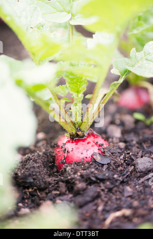 Close up de radis poussant dans le jardin de légumes Banque D'Images