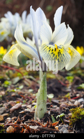 Iris reticulata 'Katharine Hodgkin' en fleur dans un la fin de l'hiver, début du printemps, le jardin Février, UK Banque D'Images