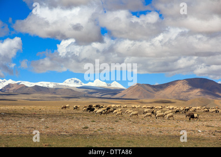 Moutons sur plateau tibétain sur les prairies par des sommets enneigés de l'Himalaya dans l'arrière-plan Banque D'Images