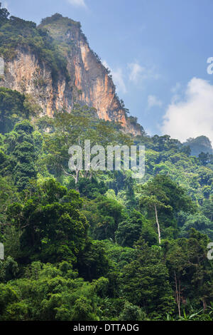 Jungle au Vietnam Banque D'Images