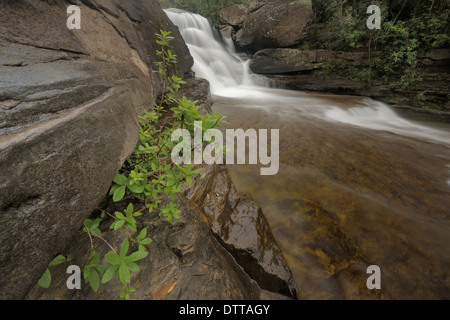 Verser de l'eau sur la lèvre d'une cascade avec des plantes en premier plan, Cascades, Ukhahlamba Drakensberg, Royal Natal National Park Banque D'Images