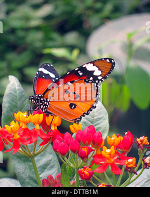 Monarch Butterflay Banque D'Images