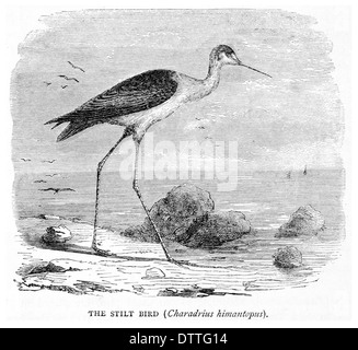 Bird Charadrius himantopus Stilt Banque D'Images