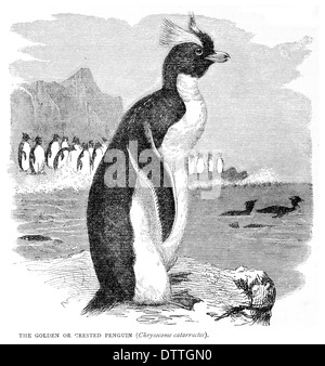 Golden ou Crested Penguin Chrysocome catarractes Banque D'Images