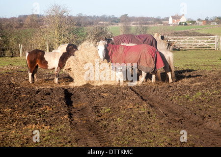 Un groupe de différents chevaux foin manger dehors en hiver, Sutton, Suffolk, Angleterre Banque D'Images