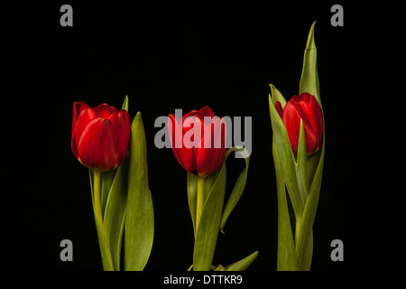 Tulipes rouges sur fond noir Banque D'Images