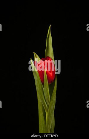 Tulipes rouges sur fond noir Banque D'Images