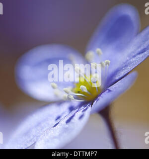 Hepatica nobilis Banque D'Images