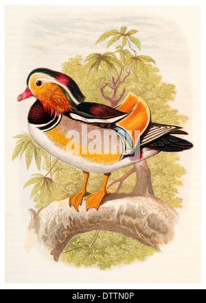 Canard Mandarin Aix galericulata Banque D'Images