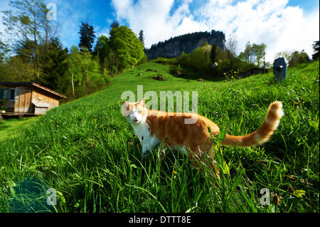 Chat marche dans le pré Banque D'Images