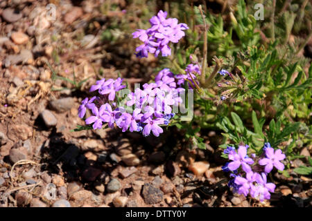 Fleurs sauvages dans les USA Banque D'Images