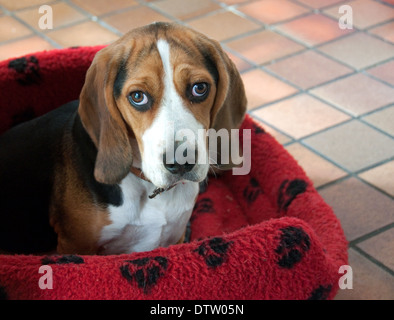 Chiot chien beagle dans le panier Banque D'Images