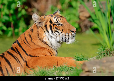 Les semis de tournesol, / (Helianthus annuus) Banque D'Images