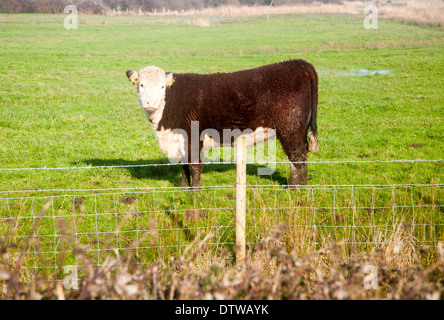 Veau bovins Hereford Pedigree debout dans un champ, Suffolk Banque D'Images