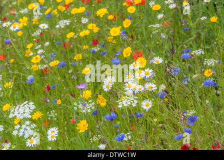 Wildflower meadow Banque D'Images