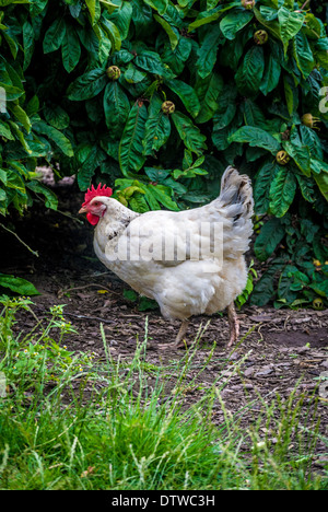 Vue latérale du poule blanche Banque D'Images