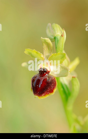 Ophrys petite araignée Banque D'Images