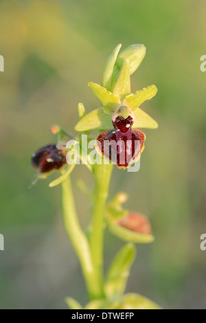 Ophrys petite araignée Banque D'Images