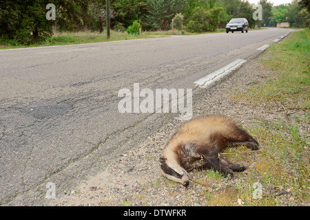 Badger Banque D'Images