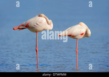 Flamant rose Banque D'Images