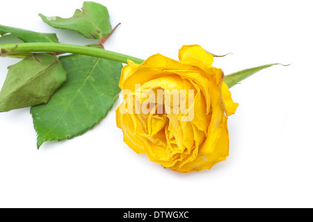 Withered rose jaune Banque D'Images