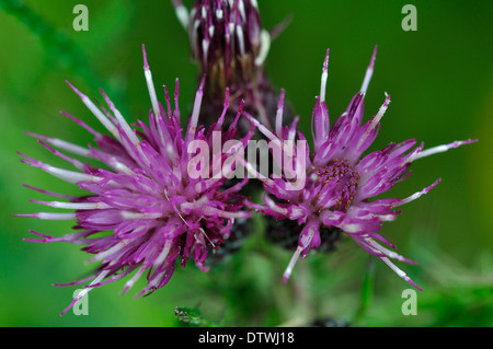 Les fleurs d'un marais thistle UK Banque D'Images