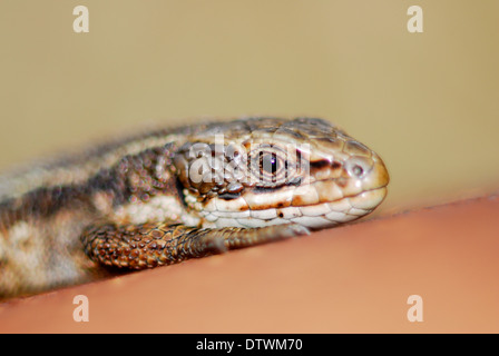 Close up de lizard basking. Dorset, UK Mars 2008 Banque D'Images