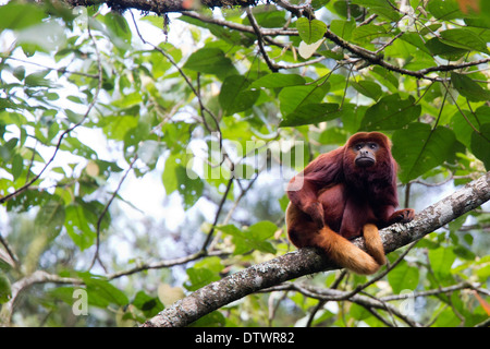 Singe hurleur, rouge (Alouatta alonnatta), assis dans un arbre, observant, Otún Quimbaya Parc Naturel, en Colombie. Banque D'Images