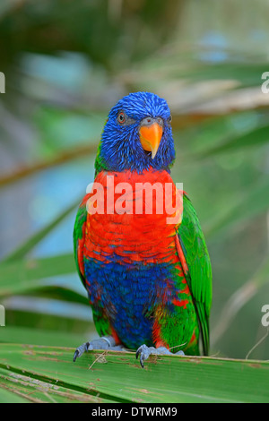 Rainbow Lorikeet Banque D'Images