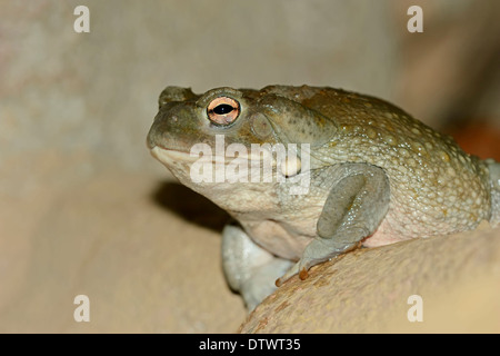 Colorado River Toad Banque D'Images