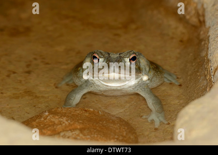 Colorado River Toad Banque D'Images