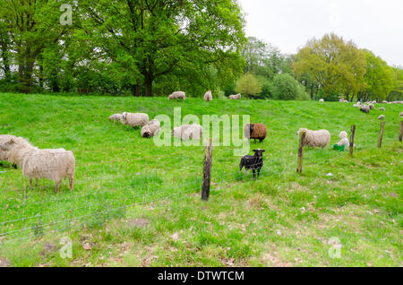 Moutons sur la digue. Banque D'Images