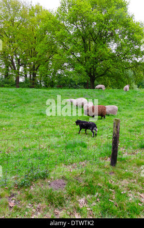 Moutons sur la digue. Banque D'Images