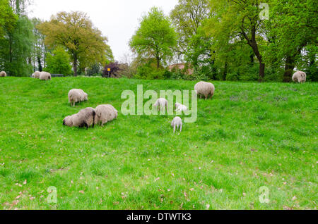 Moutons sur la digue. Banque D'Images