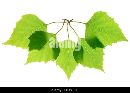 Feuilles de bouleau vert isolated on white Banque D'Images