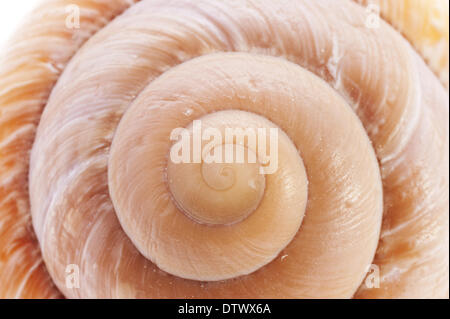 Coquille d’escargot Banque D'Images