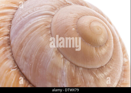 Coquille d’escargot Banque D'Images