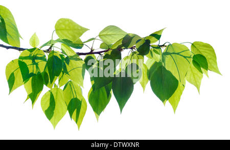 Peuplier vert twig isolated on white Banque D'Images